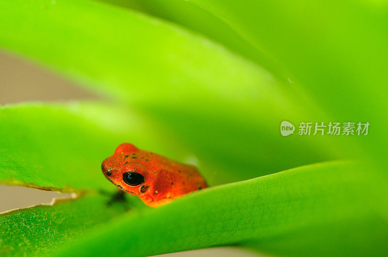 草莓毒蛙(Oophaga pumilio)